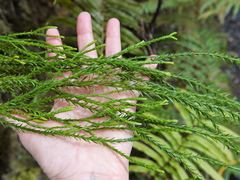 Phlegmariurus billardierei