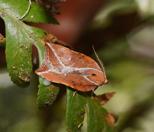 Arachnographa micrastrella (Meyrick, 1883)