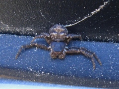 Bassaniana