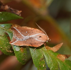Arachnographa micrastrella