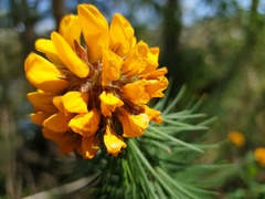 Pultenaea stipularis