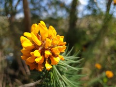 Pultenaea stipularis