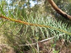 Pultenaea stipularis