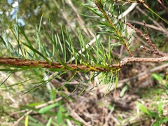 Pultenaea stipularis