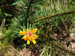 Pultenaea stipularis