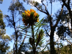 Pultenaea stipularis