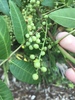 Soapberries, Cashews, Mahoganies, and Allies - Photo (c) kaylahoward, some rights reserved (CC BY-NC)