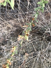 Hazardia squarrosa grindelioides