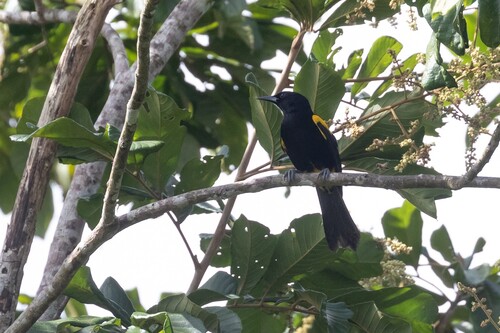 Puerto Rican Oriole (Icterus portoricensis), photo 9