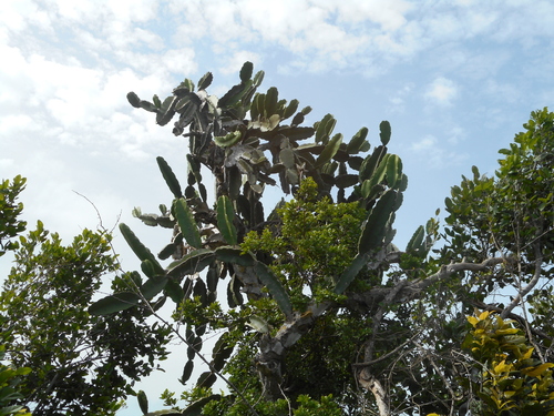 aguacate cimarrón (Leptocereus nudiflorus)
