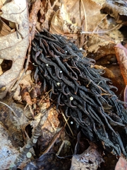 Strobilurus conigenoides