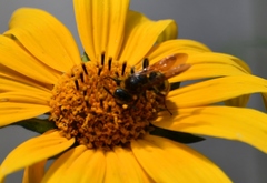 Xanthocampsomeris completa