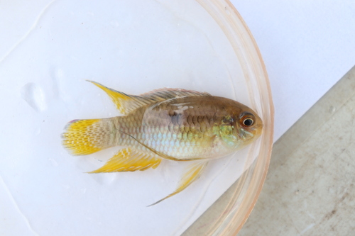 Dwarf flag cichlid (Laetacara curviceps) — Cichlidae — 2