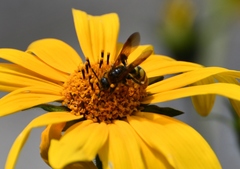 Xanthocampsomeris completa