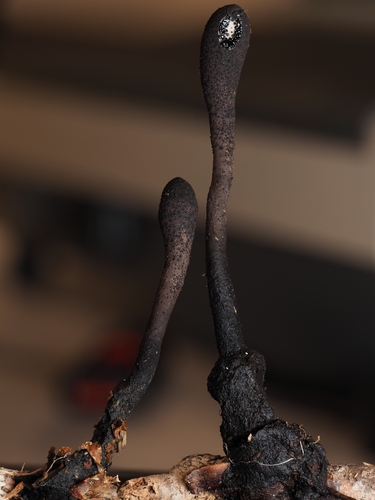 Xylaria ellisii