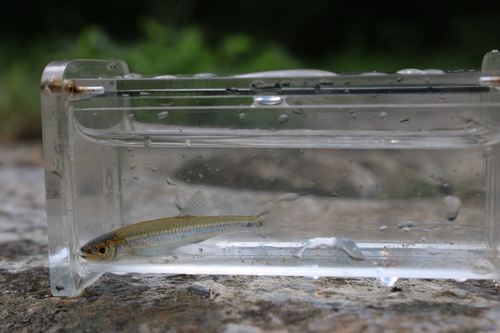 Mountain shiner (Lythrurus lirus) — Cyprinidae — 5