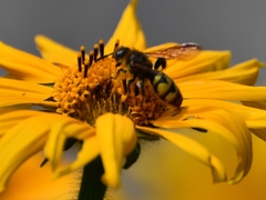 Xanthocampsomeris completa