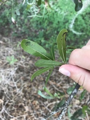 Quercus laurifolia image