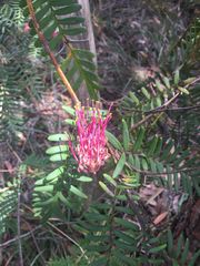 Grevillea caleyi