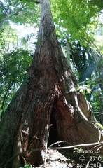 Terminalia amazonia