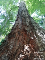 Terminalia amazonia