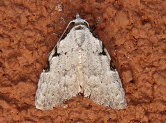Nola triquetrana