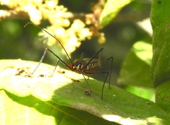 Zelus grassans