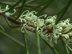Hakea actites