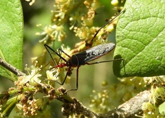 Zelus grassans
