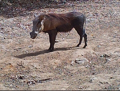 Red-flanked Duiker (Mammals of the WAP complex) · iNaturalist