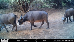 Syncerus caffer brachyceros