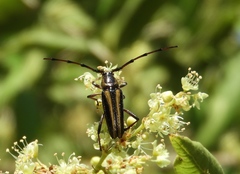 Sphaenothecus maccartyi