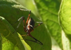 Zelus grassans