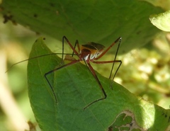 Zelus grassans