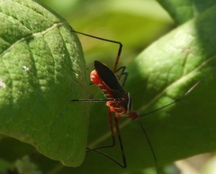 Zelus grassans