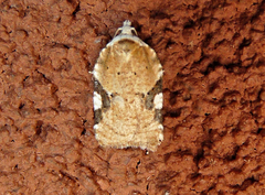 Acleris cervinana