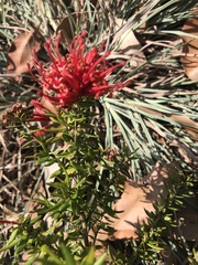 Grevillea juniperina
