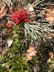 Grevillea juniperina