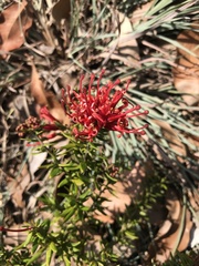 Grevillea juniperina