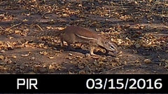 Euxerus erythropus