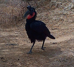 Bucorvus abyssinicus