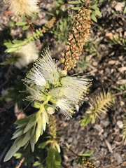 Melaleuca flavovirens