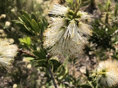 Melaleuca flavovirens