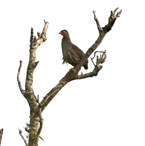 Heuglin's Spurfowl (Pternistis icterorhynchus)