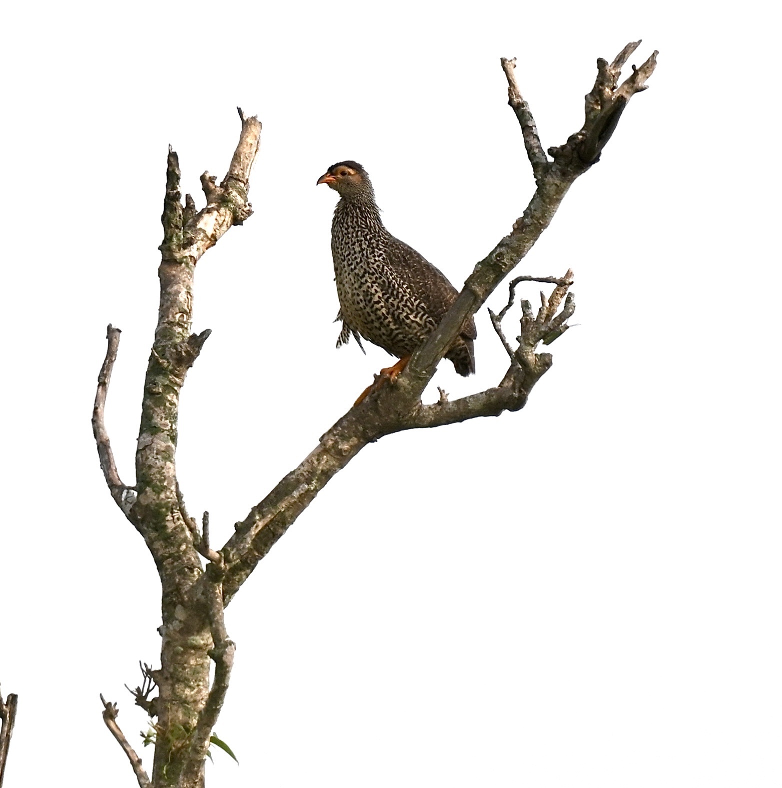 Heuglin's Spurfowl (Pternistis icterorhynchus), photo 1