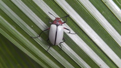 Poecilesthus suturalis