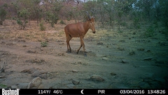 Alcelaphus buselaphus major
