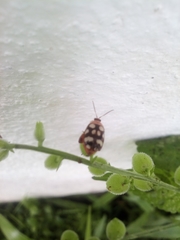 Alagoasa trifasciata