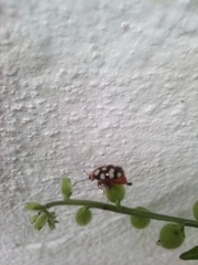 Alagoasa trifasciata