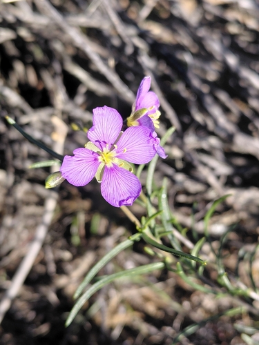 Pepper Sunspurge (Heliophila suavissima)
